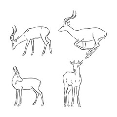 antelope sketch vector graphics black and white drawing. antelope vector sketch illustration