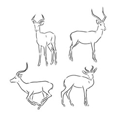 antelope sketch vector graphics black and white drawing. antelope vector sketch illustration