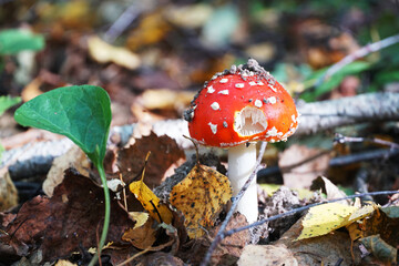 fly agaric mushroom