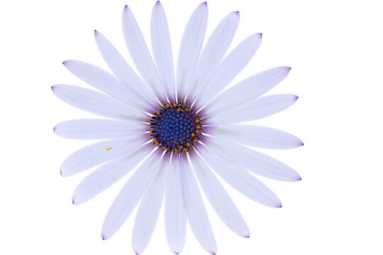 FLEUR MAUVE COEUR BLEU ET MAUVE SUR FOND BLANC