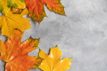 Wedge fallen leaves on a gray stone background. Backgrounds, textures. Autumn concept.