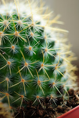 Small Cactus House Plant