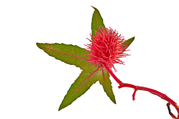 FLEUR ET FEUILLE DE RICIN ROUGE