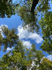 Fototapeta premium trees and sky