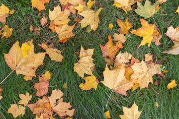autumn leaves on the grass