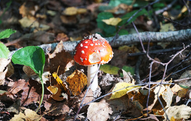 fly agaric in the forest. Tula region
