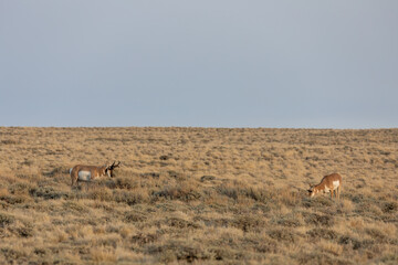 Pronghorn Antelope Buck and Doe in the Red Desert of Wyoming