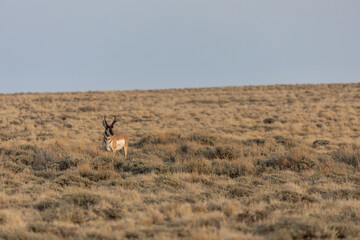 Pronghorn Antelope Buck in the Red Desert of Wyoming
