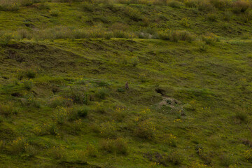 Little grey rabbit on green grass yellow flower