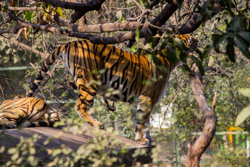 A young Bengal tigers resting on rooftop in zoo park in India,Indian national animal Tiger Family in zoo park background Image  
