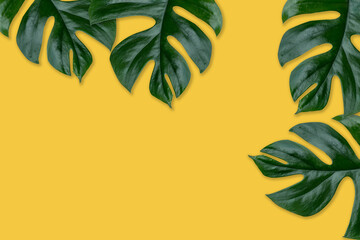 Rhaphidophora Tetrasperma, Mini monstera, Ginny philodendron leaf plant yellow color background © sakdam