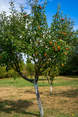 Fototapeta premium Photo of a Ripe Apples in Orchard ready for harvesting.