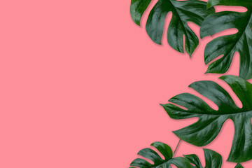 Rhaphidophora Tetrasperma, Mini monstera, Ginny philodendron leaf plant pink color background © sakdam