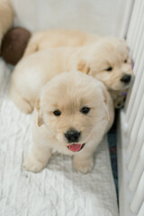 Golden Retriever Puppy