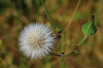 Pompones de la naturaleza © J.M.Miranda