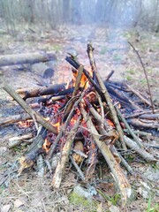 Campfire in forest