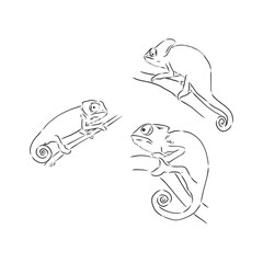 Sketch of chameleon. Hand drawn vector illustration. chameleon animal vector sketch illustration