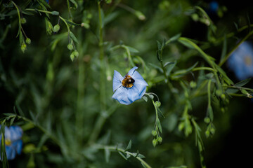 Beautiful flowers