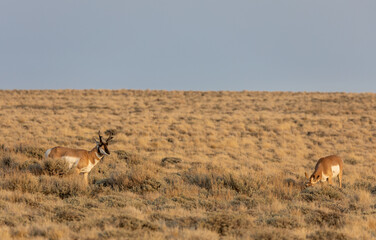 Pronghorn Antelope Buck and Doe in the Red Desert of Wyoming