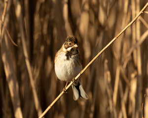 Male Reed Bunting, Emberiza schoeniclus, perched on diagonal Norfolk reed with blurred natural background