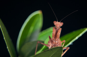 European dwarf mantis (Ameles spallanzania) on black background, Italy.