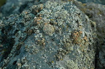 Rock surface with lichen and moss texture. Nature colors abstract background.