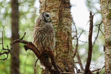 Barred Owl, Nova Scotia, Canada, September 2020