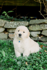 Golden Retriever Puppy
