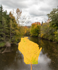 Leaf in the shape of the state of Wisconsin - 390419316