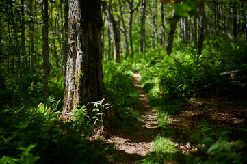 Fototapeta na wymiar Forrest and trail