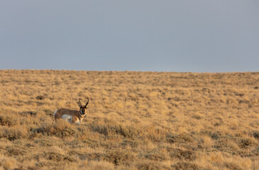 Pronghorn Antelope Buck in the Red Desert of Wyoming