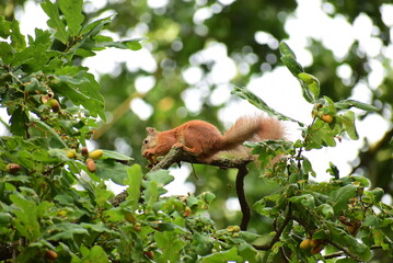 Squirrel sit on the oak tree branch and eat an acorn