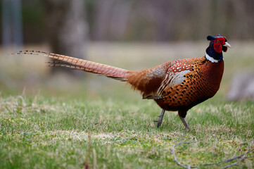 Ring-Neck Pheasant, Nova Scotia, Canada