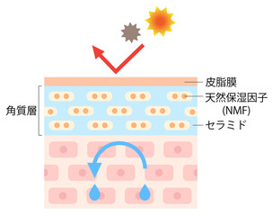 エクリン汗腺と体臭 肌の断面図 Wall Mural Wallpaper Murals Yomogi エクリン汗腺と体臭 肌の断面図 Wall Mural Wallpaper Murals Yomogi