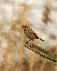 Reed Bunting, Emberiza schoeniclus, perched on end of branch