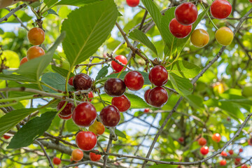 Fototapeta premium Cherry tree on a bright Sunny day