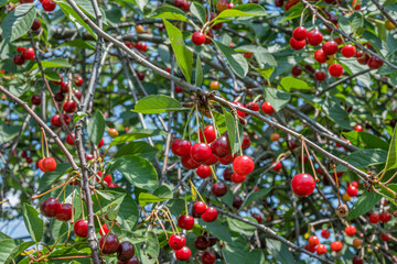 Cherry tree on a bright Sunny day