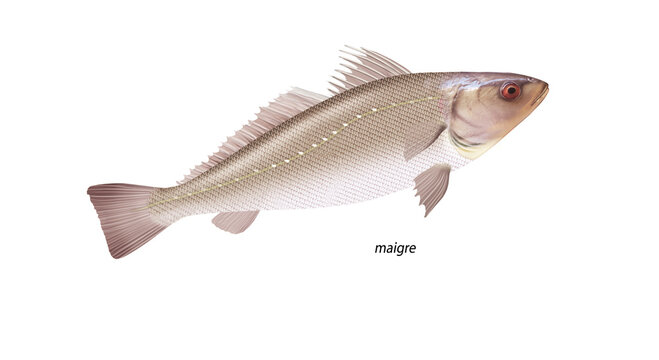 poisson, maigre , isol&eacute;, aliment, frais, comestible  blanc, fruits de mer, cuisiner,  p&ecirc;che, mer, brut, animal, sain, ailette, maquereau, argent, attraper, nature, fra&icirc;cheur, eau , basse, basse, queue