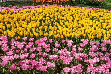 Multicolored tulips on theTulip Festival in Emirgan Park, Istanbul, Turkey.