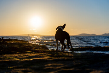 Border collie puppy looking at sunset in front of the sea from the beach with blue sea in the background, golden and blue sky with bright sun