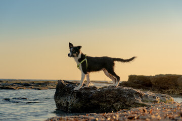 Fototapeta premium Border collie puppy posing on top of a stone on the beach with sunset behind him with golden and blue sky.