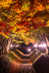 Night display of the colorful trees in autumn at Fujikawaguchiko next to Lake Kawaguchi in Japan