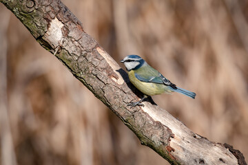 Acrobatic small Blue Tit, Cyanistes caeruleus, perched on old Apple tree branch 