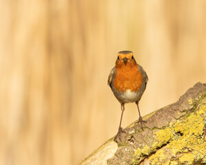 Robin redbreast, Erithacus rubecula, perched on fallen tree with autumn colours