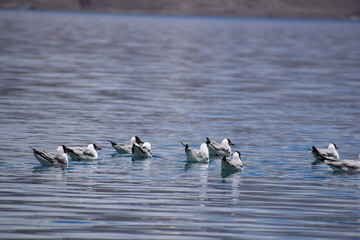 ducks on the lake pangong lake leh ladakh