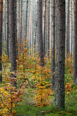 Bright deciduous trees in a coniferous forest. Selective focus on the tree trunks, blurred background.