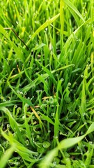 fresh grass