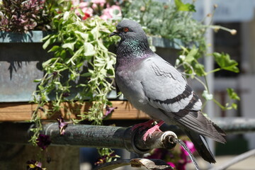 Taube auf einem Brunnen