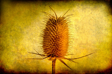 Dried up thistle on a grunge background