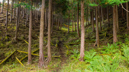 In the dim coniferous forest, if you look carefully, there is a beast path